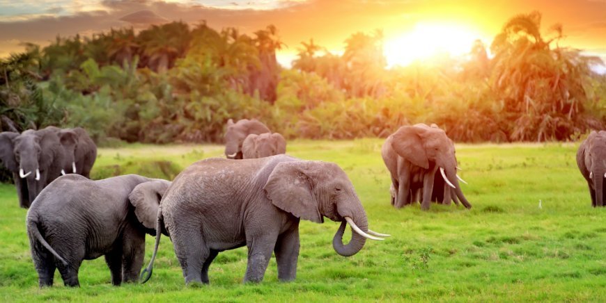 elephants in south africa