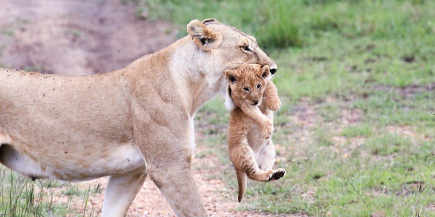 Lioness with cub