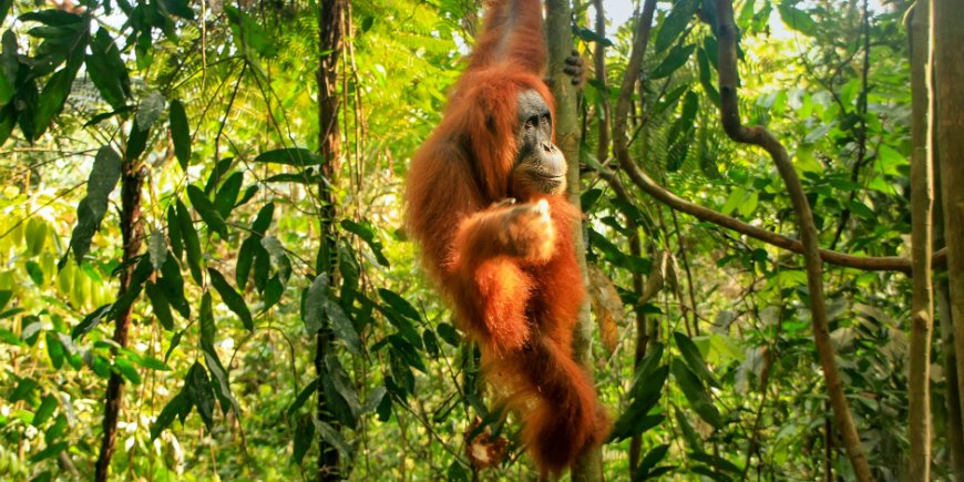 Gunung-Leuser-National-Park