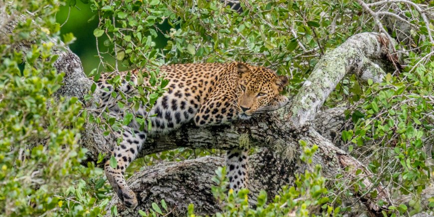 Yala National park