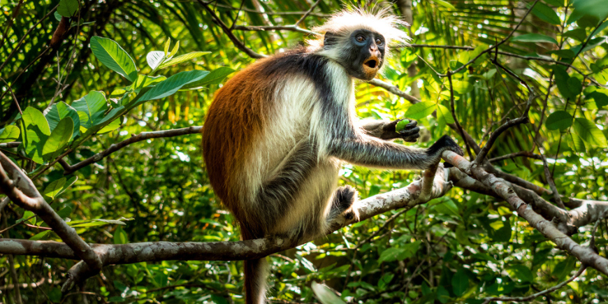 Red colobus monkey at Jozani Forest in Zanzibar