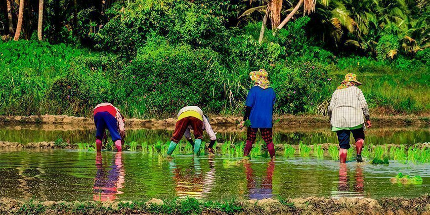 Local farmers on Koh Yao Yai
