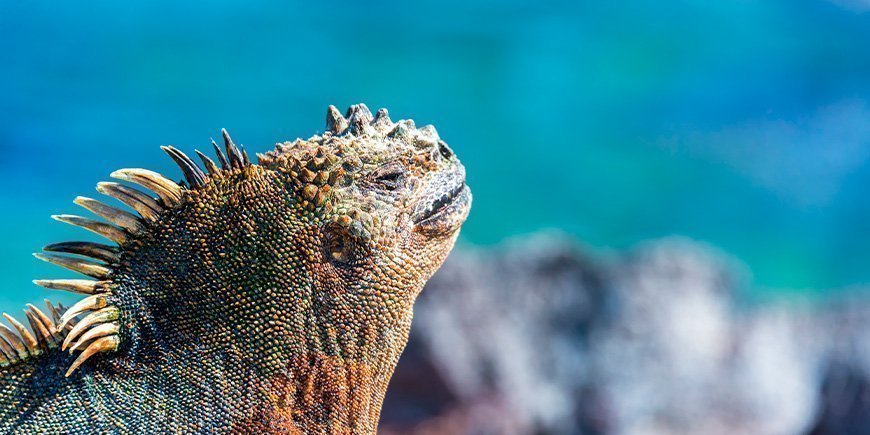 Marine iguana enjoying the sun on Fernandina in the Galapagos Islands