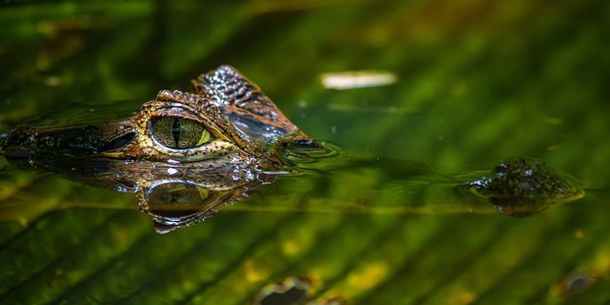 Alligator in river in Tortuguero National Park in Costa Rica