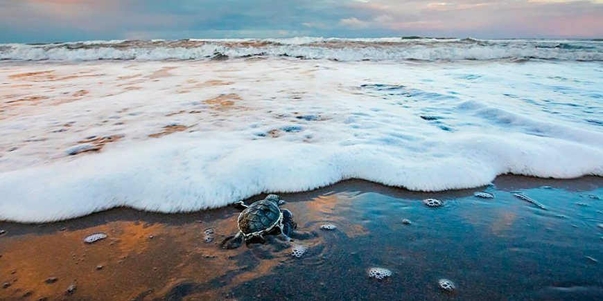 Green sea turtle approaching the sea in Tortuguero National Park in Costa Rica