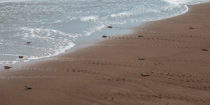 Small sea turtles running towards safety in the sea