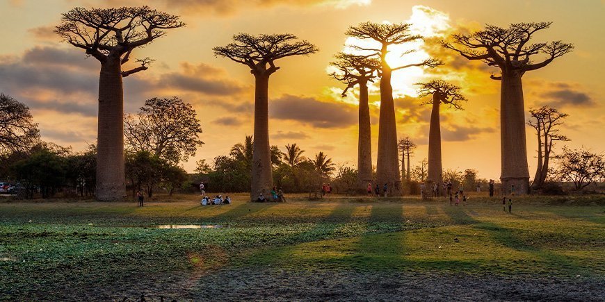 Sunset over Avenue de Baobabs in Madagascar