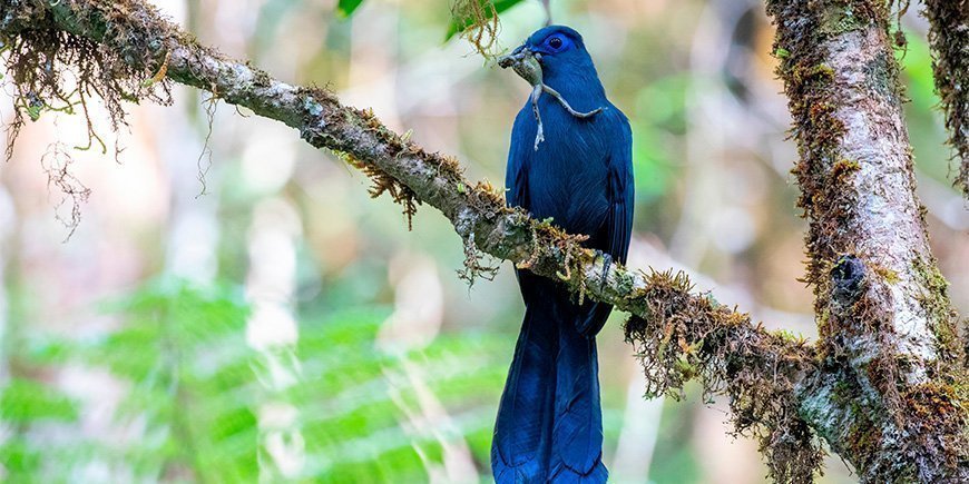 Blue silk cuckoo with animals in its mouth in Madagascar