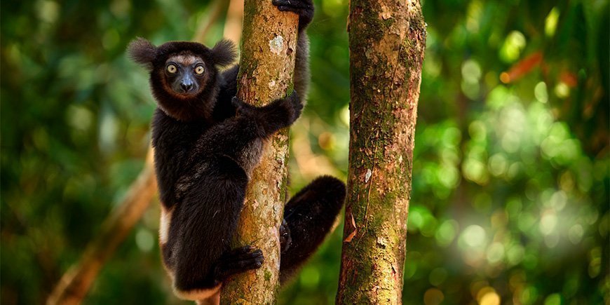 Indri lemur in green surroundings in Madagascar