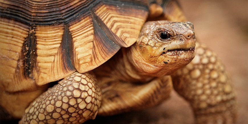 Close-up of the ploughshare tortoise in Madagascar