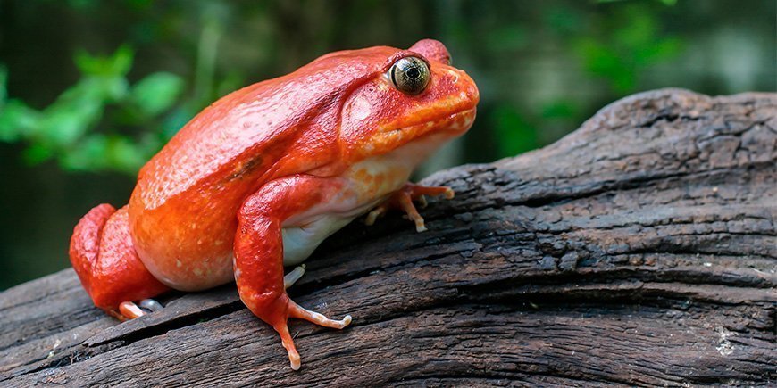 Tomato frog on a branch in Madagascar