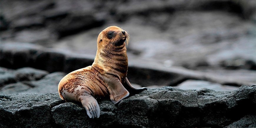 Sea lion pup in the Galapagos Islands: