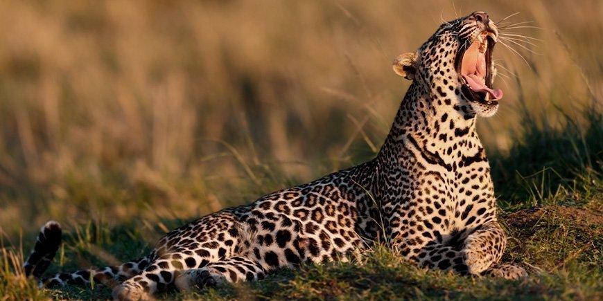 Gaping leopard during sunrise in the Masai Mara
