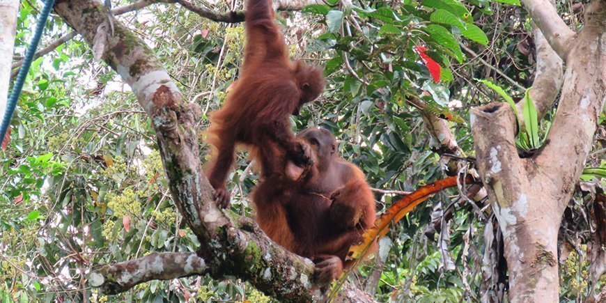 Orangutan mother and child in Borneo