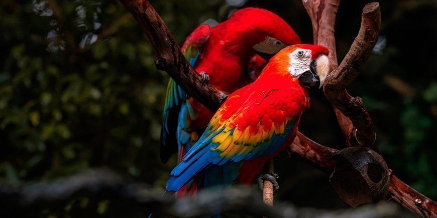Red macaws in Corcovado National Park, Costa Rica