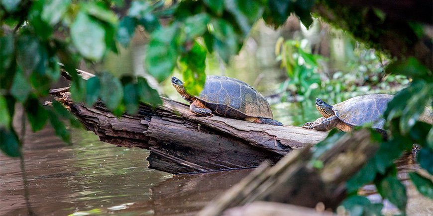Turtles sunbathing on a log in Tortuguero, Costa Rica