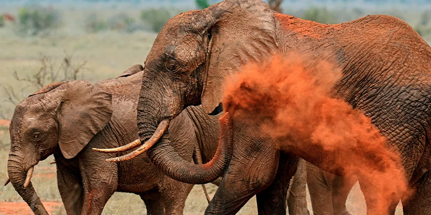 Elephants in red dust in Tsavo East National Park in Kenya
