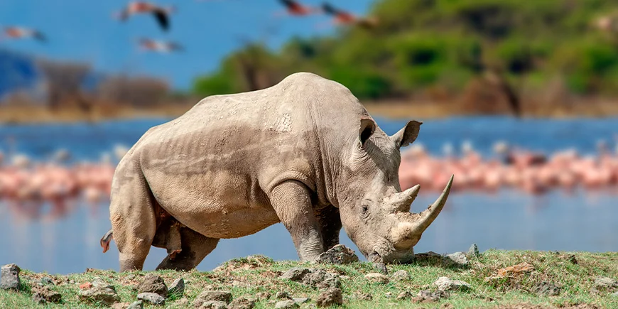 Rhinoceros at Lake Nakuru in front of a flock of pink flamingos