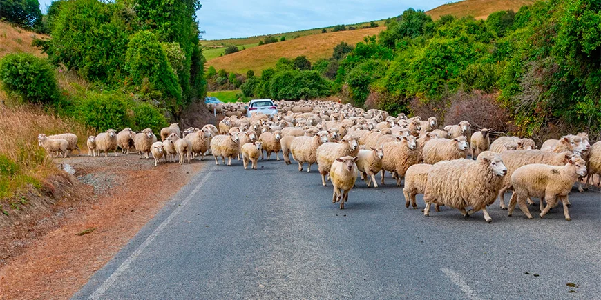 Lots of sheep on a road in New Zealand