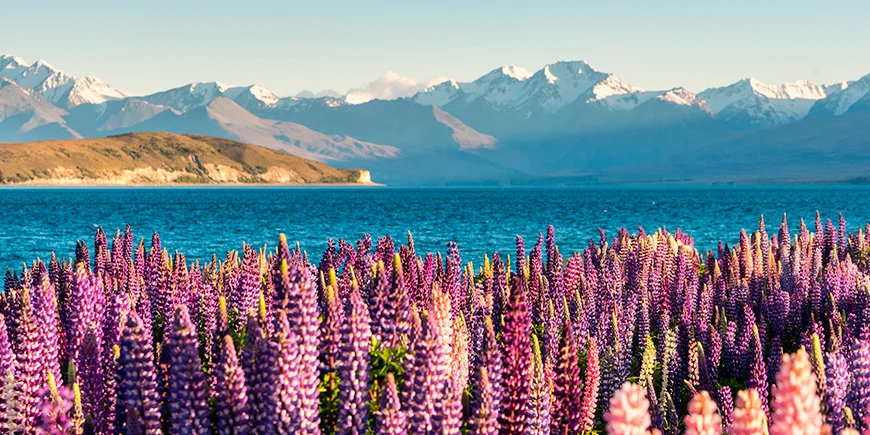 Spring colours at Lake Tekapo in New Zealand