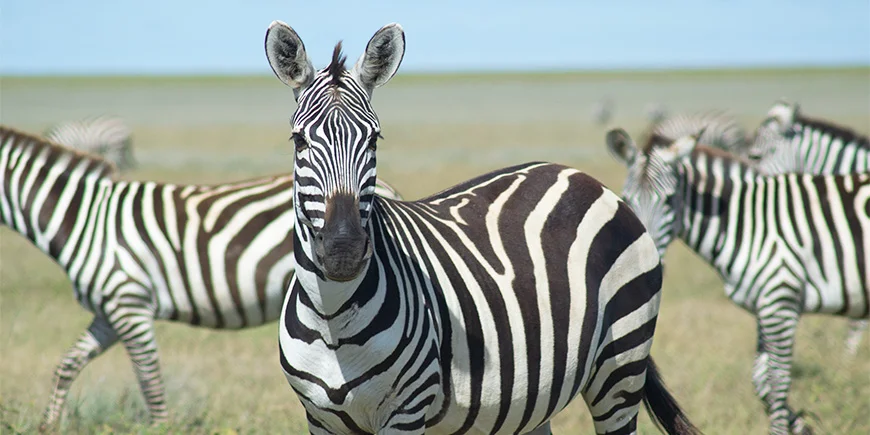 Zebra looks at the camera