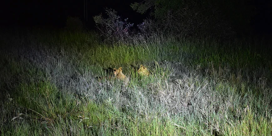 Two lions hiding in the darkness