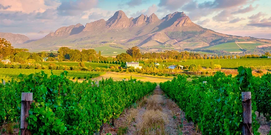 Beautiful vineyard in Stellenbosch, South Africa