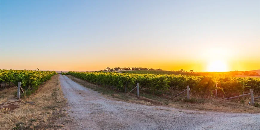 Sunset over vineyards in Barossa Valley, Australia