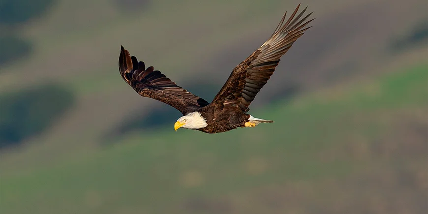 Bald eagle in California