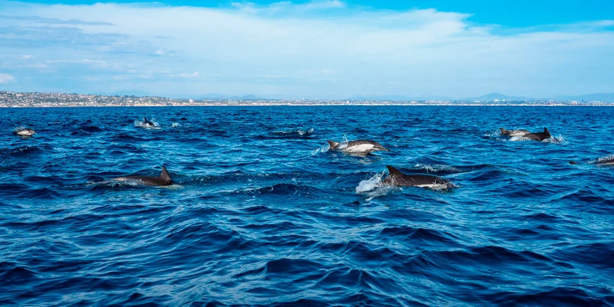 Dolphins off the coast of San Diego