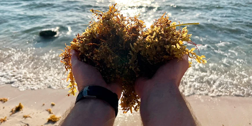 A handful of seaweed on Playa del Carmen in Mexico