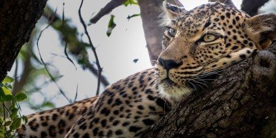 Leopard sleeping in a tree in Kapama Private Game Reserve in South Africa