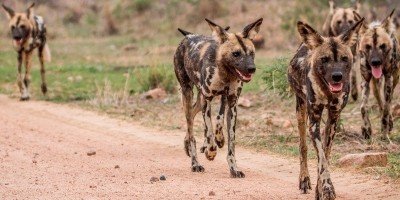 Wild dogs in Kruger National Park
