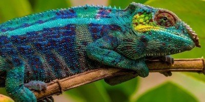 Chameleon in Andasibe National Park in Madagascar